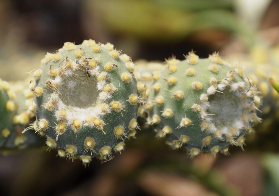 Image of Opuntia microdasys specimen.