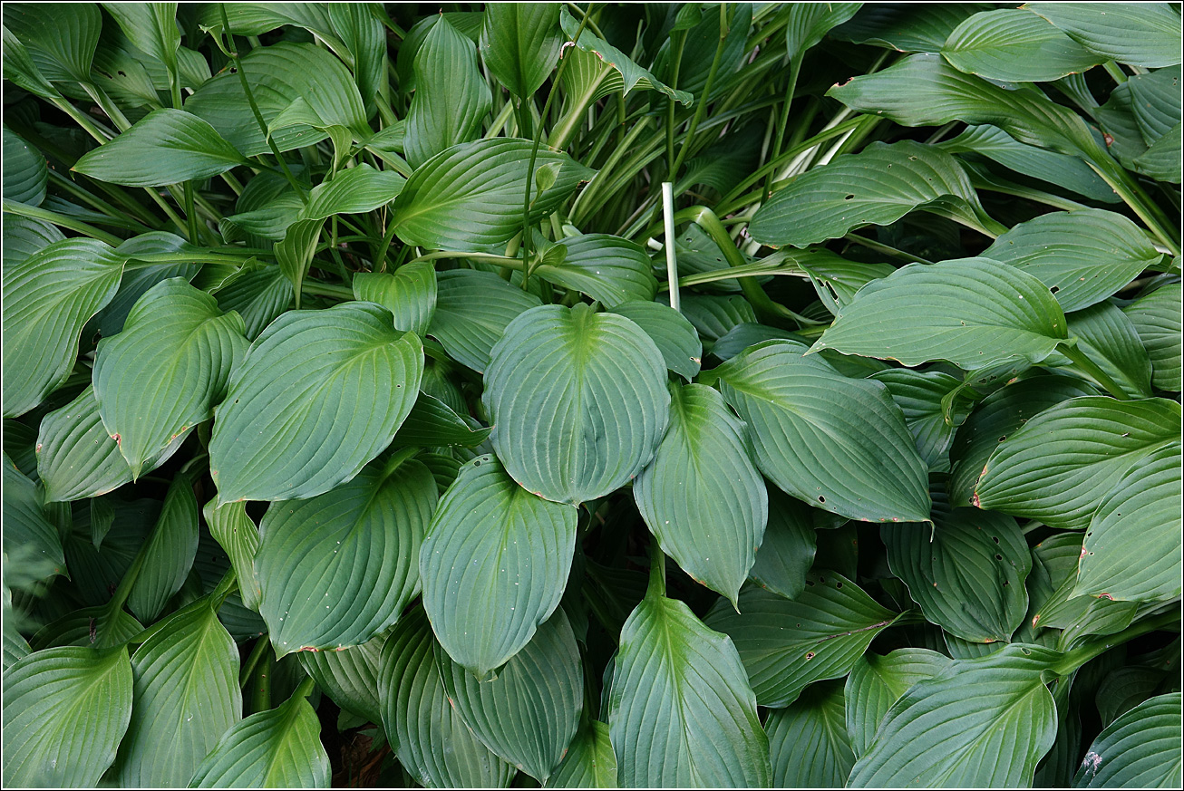 Изображение особи род Hosta.