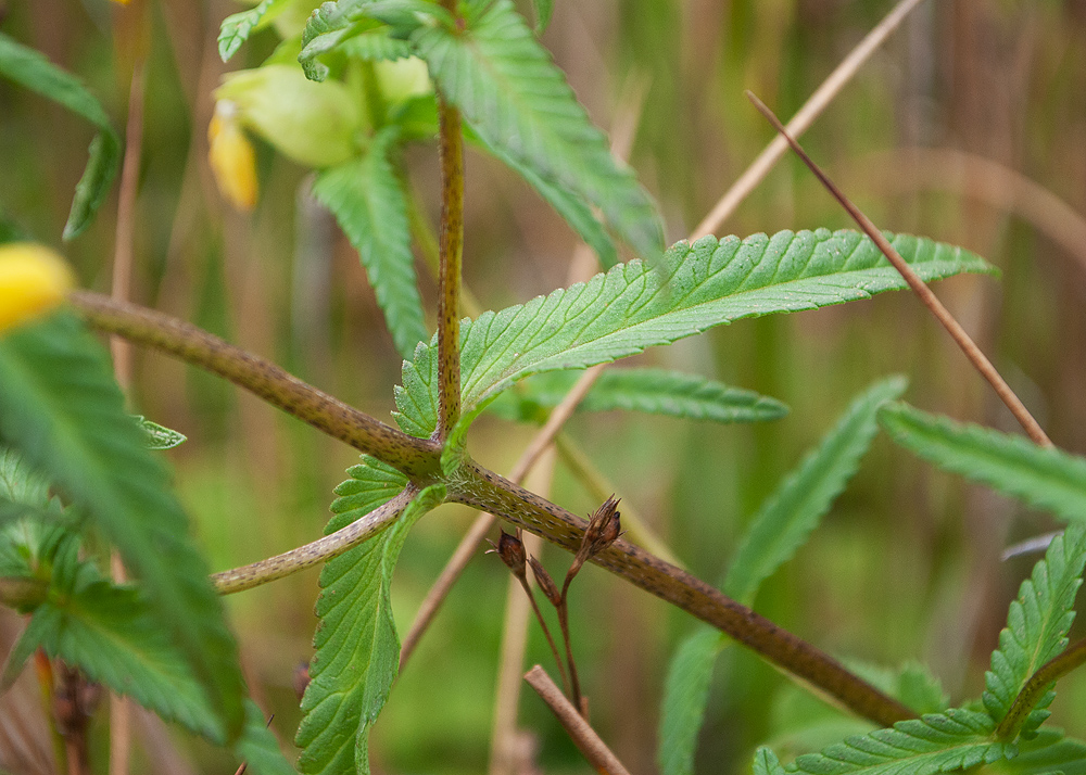 Image of genus Rhinanthus specimen.