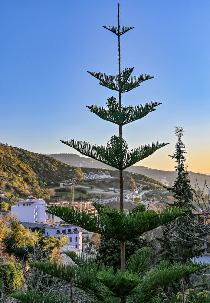 Image of Araucaria heterophylla specimen.