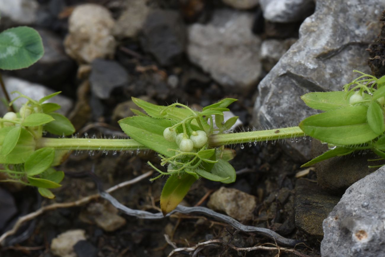 Изображение особи Cruciata laevipes.