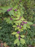 Callicarpa dichotoma. Ветвь с плодами. Южный Берег Крыма, Никитский ботанический сад, 13.10.2010.