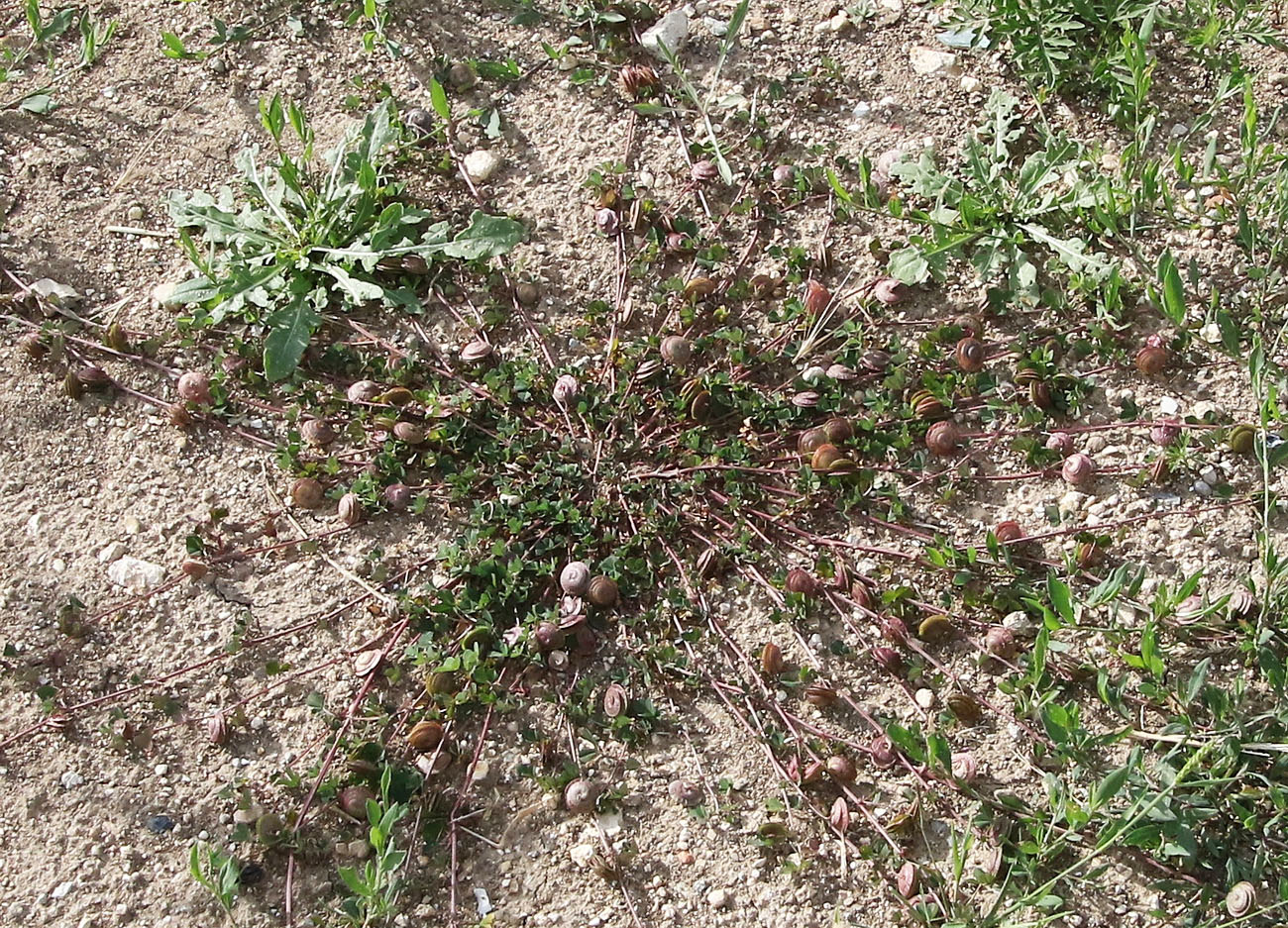 Image of Medicago orbicularis specimen.