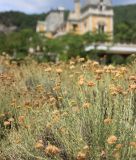 Helichrysum italicum. Верхушки побегов с соцветиями и соплодиями. Южный берег Крыма, пгт Массандра, участок эфирномасличных культур. 6 августа 2018 г.