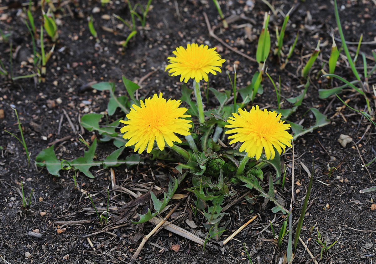 Изображение особи Taraxacum ussuriense.