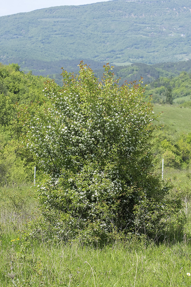 Image of Crataegus stevenii specimen.