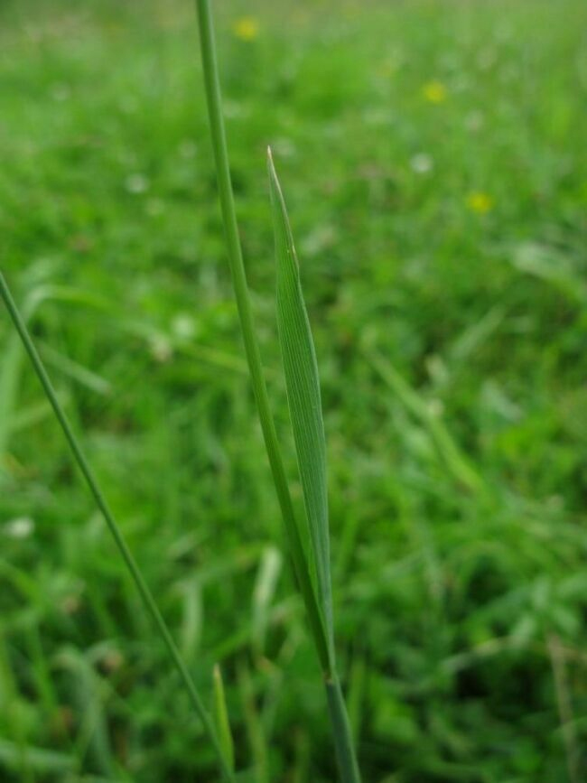 Image of Alopecurus pratensis specimen.