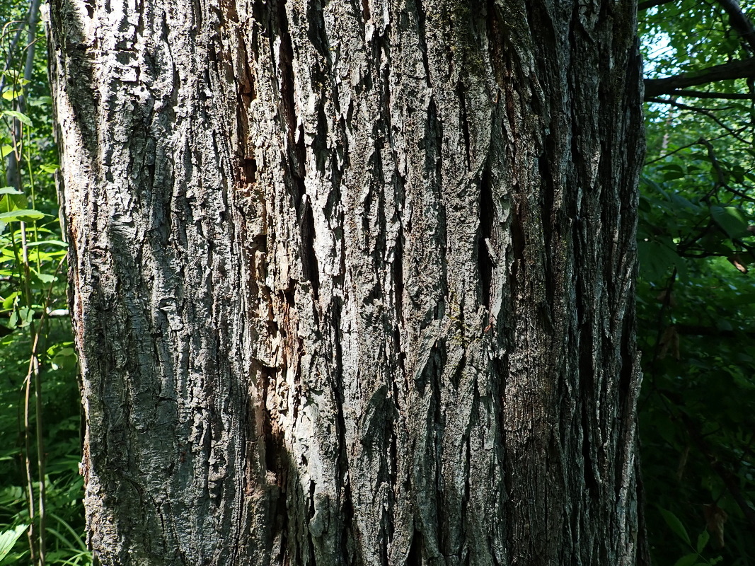 Image of Ulmus japonica specimen.