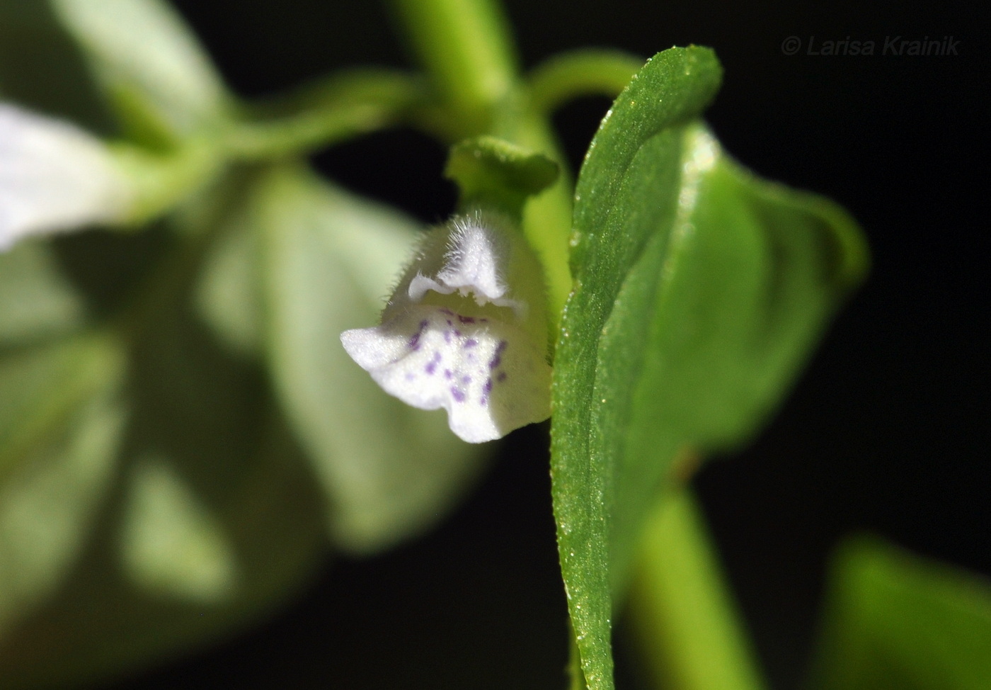 Изображение особи Scutellaria dependens.