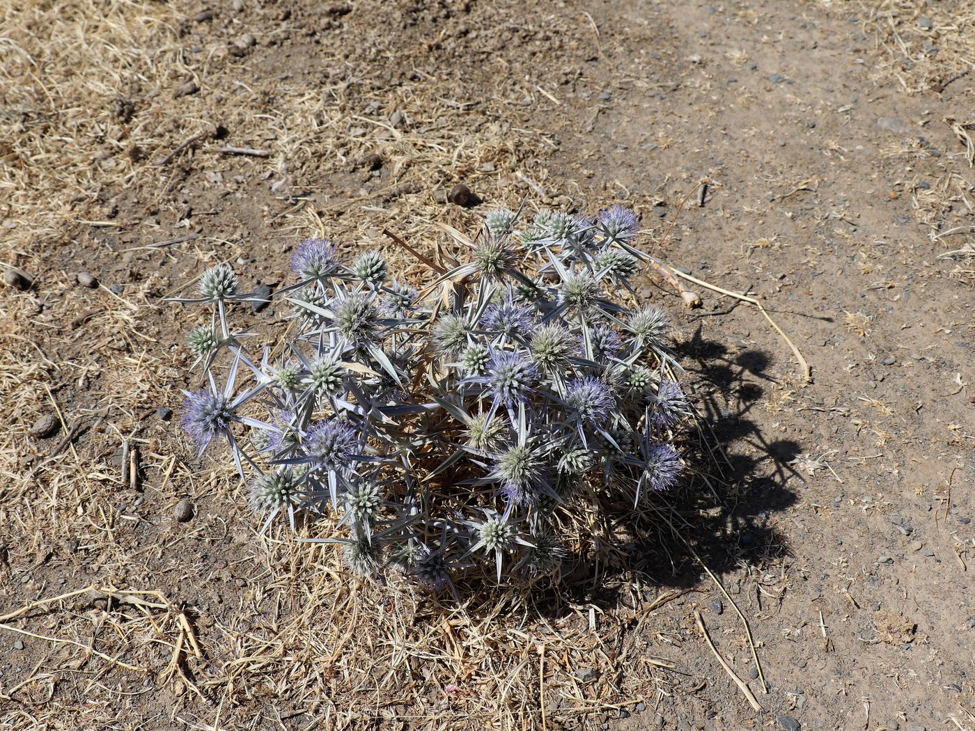 Image of Eryngium caeruleum specimen.