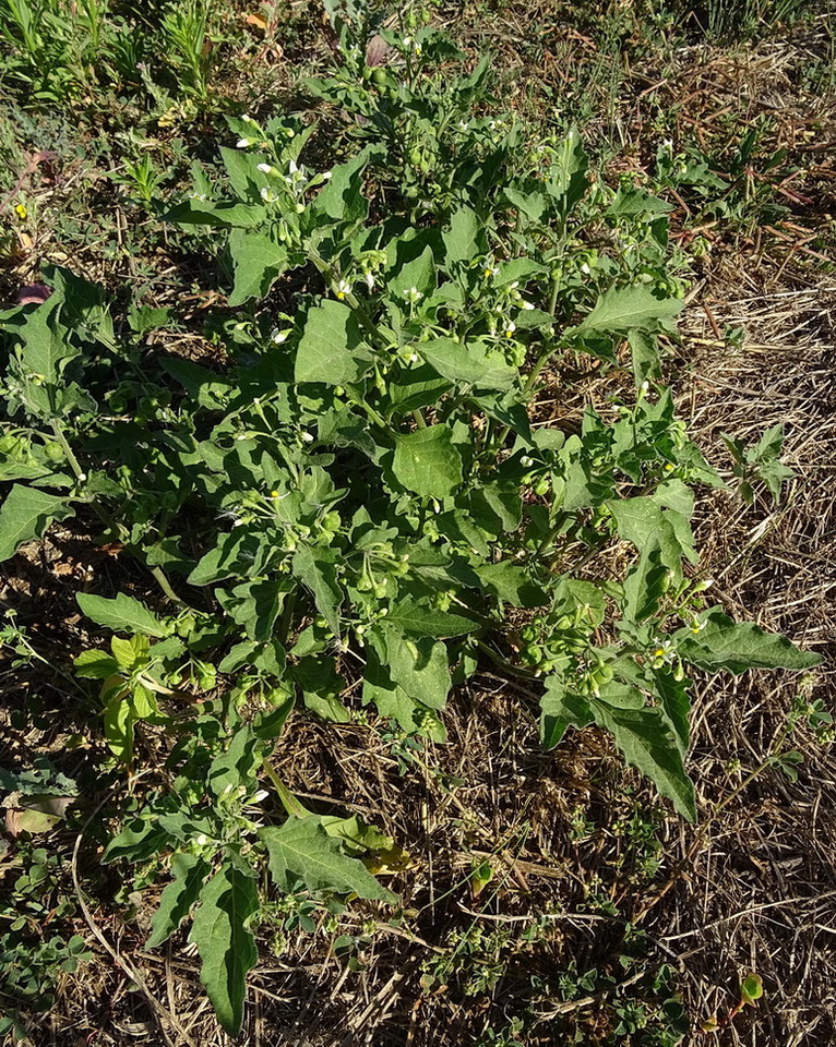 Изображение особи Solanum nigrum.