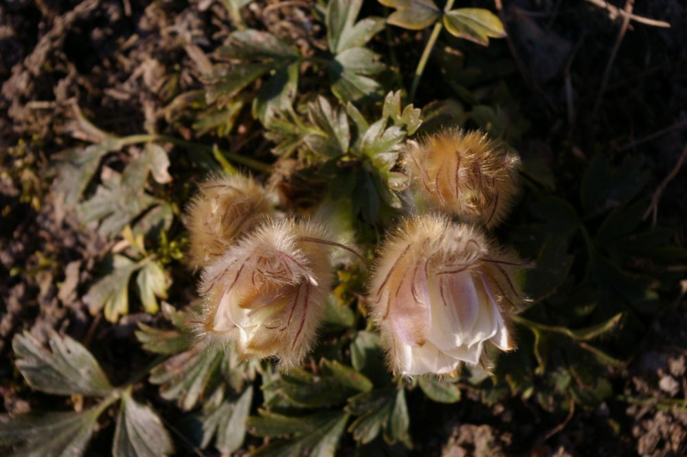 Image of Pulsatilla vernalis specimen.