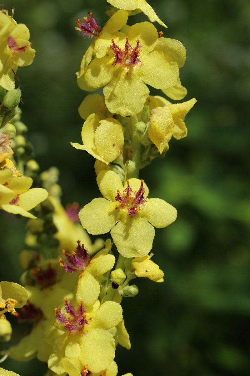 Изображение особи Verbascum nigrum.