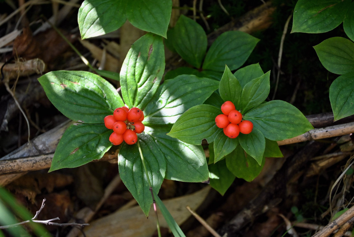 Изображение особи Chamaepericlymenum canadense.