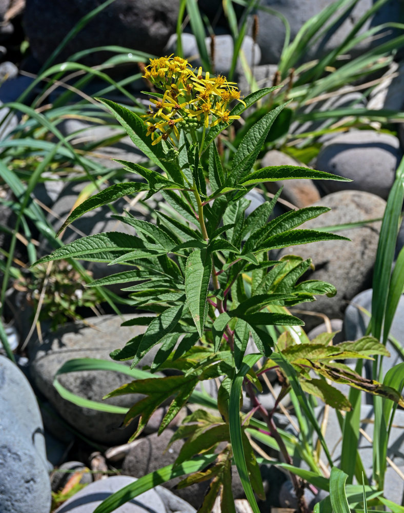 Image of Senecio cannabifolius specimen.