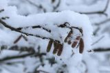 Corylus avellana