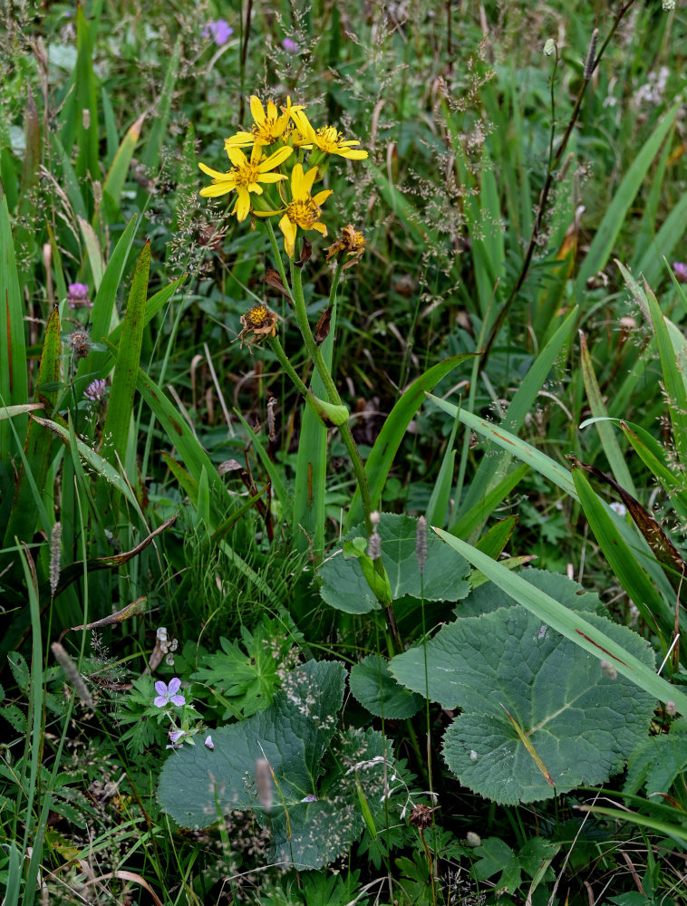 Image of Ligularia hodgsonii specimen.