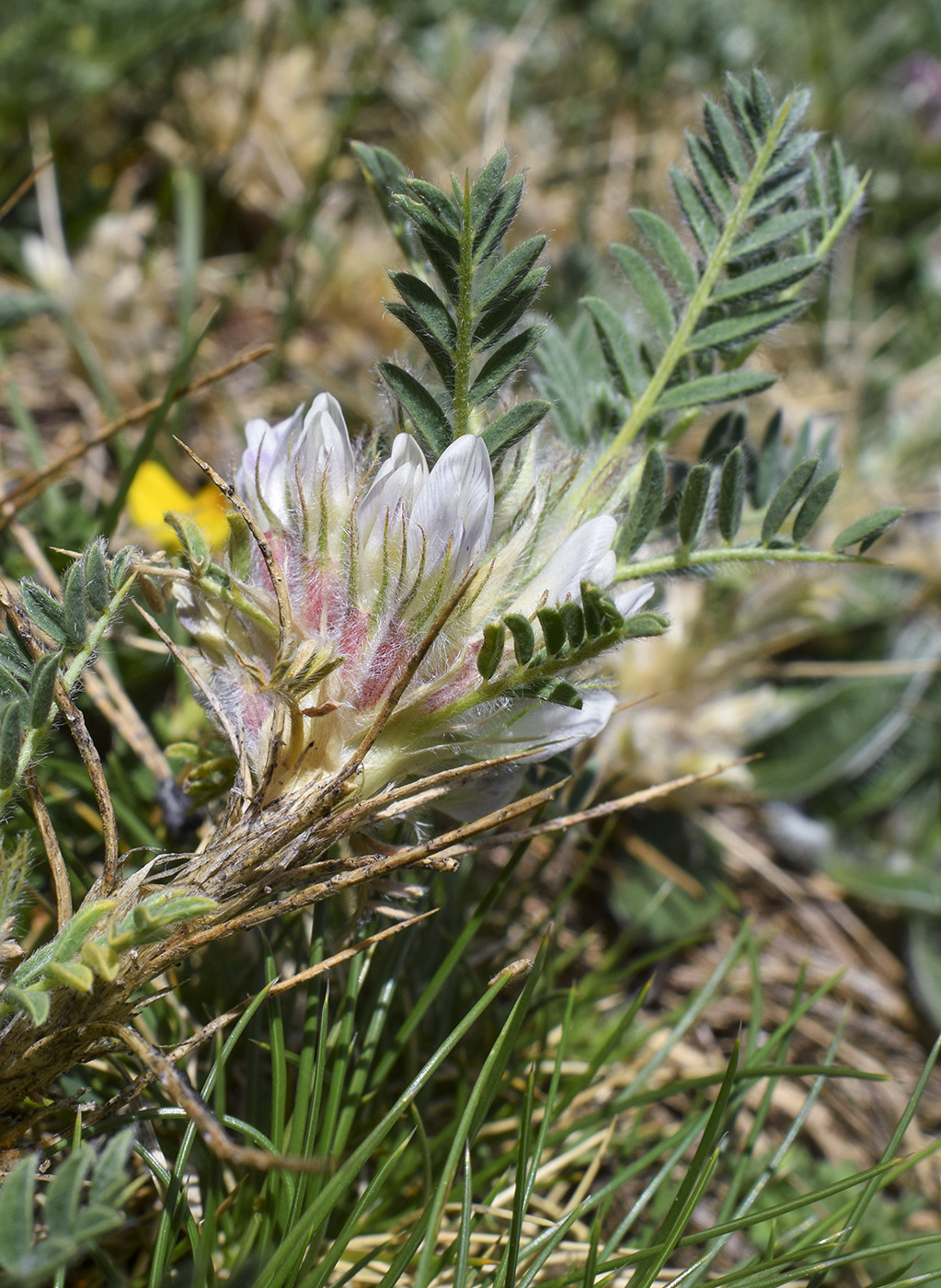 Изображение особи Astragalus sempervirens.