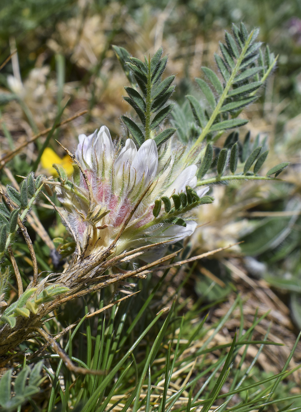 Image of Astragalus sempervirens specimen.