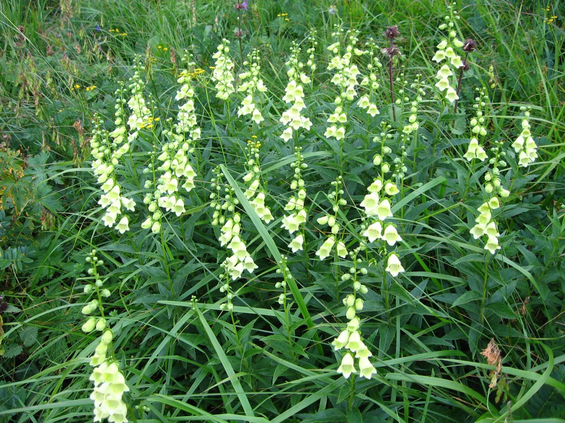 Изображение особи Digitalis ciliata.