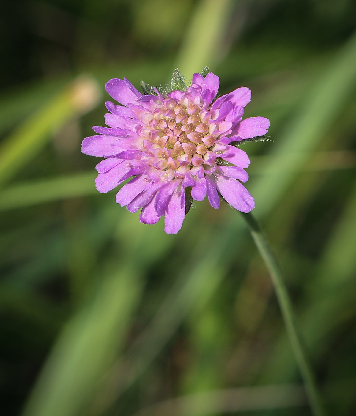 Image of Knautia arvensis specimen.