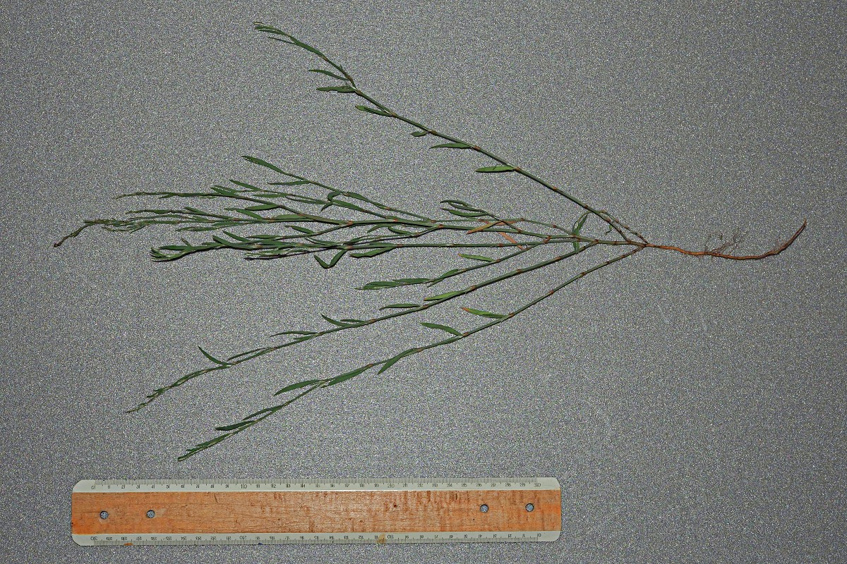 Image of Polygonum patulum specimen.