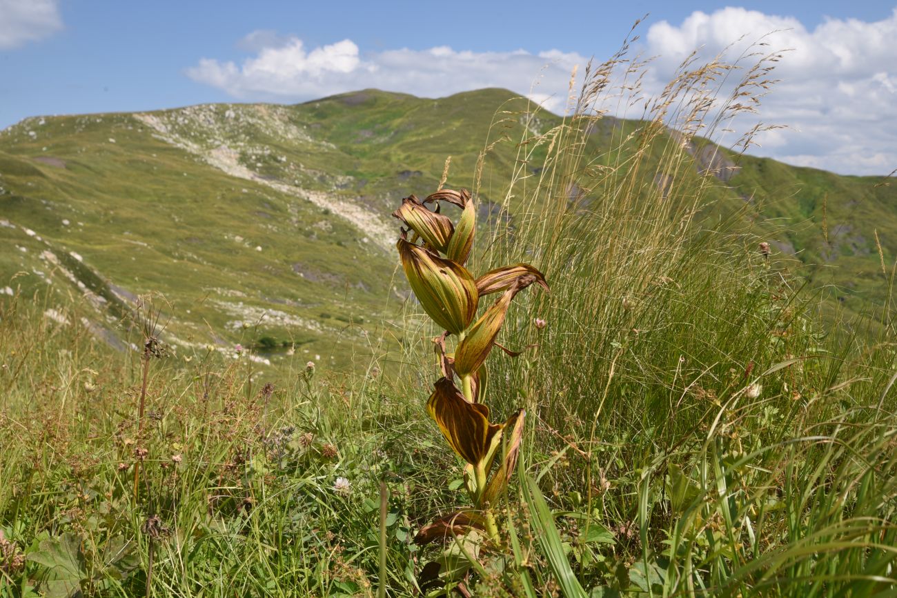 Image of Veratrum lobelianum specimen.