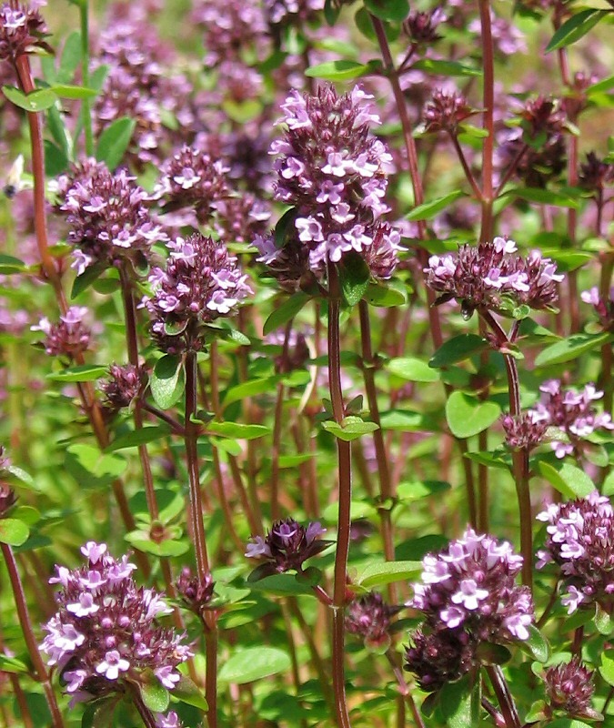 Image of Thymus ovatus specimen.