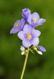 Polemonium chinense