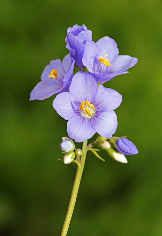 Image of Polemonium chinense specimen.