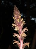 Orobanche hederae