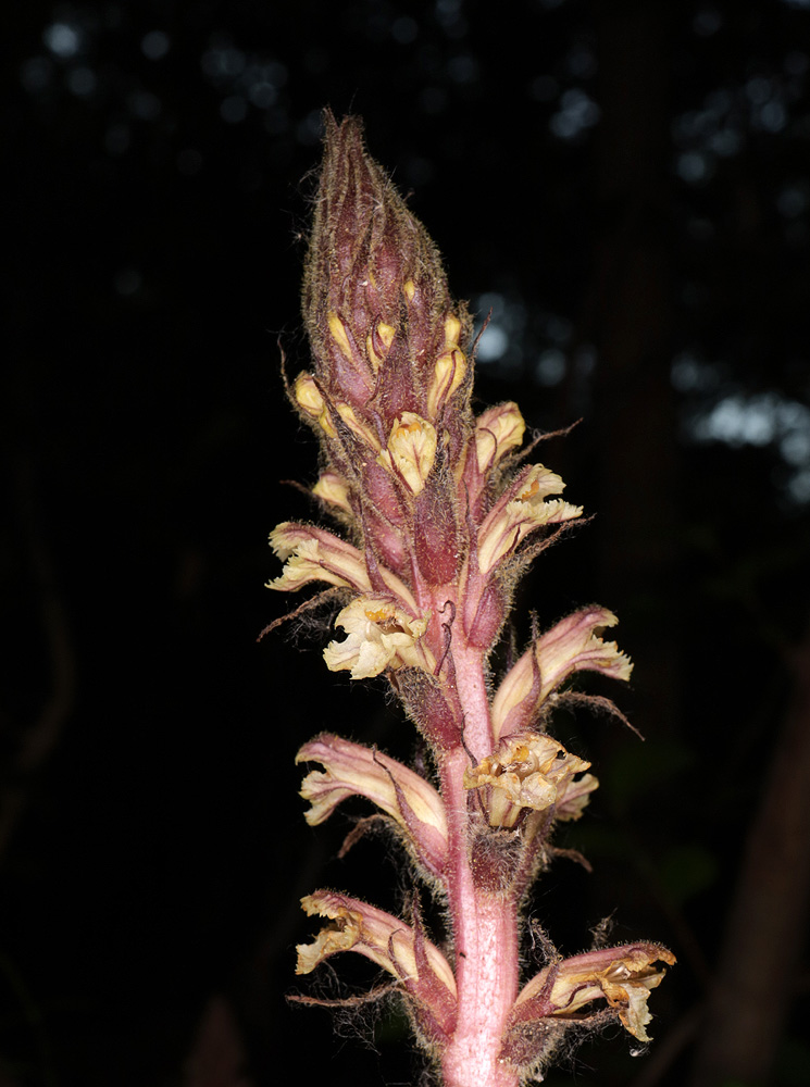 Изображение особи Orobanche hederae.