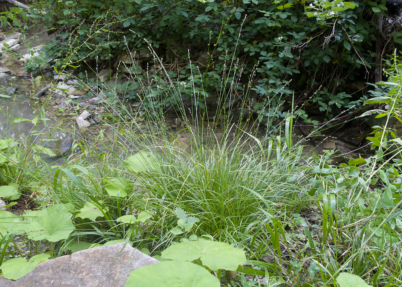 Image of Carex divulsa specimen.