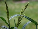 genus Echinochloa