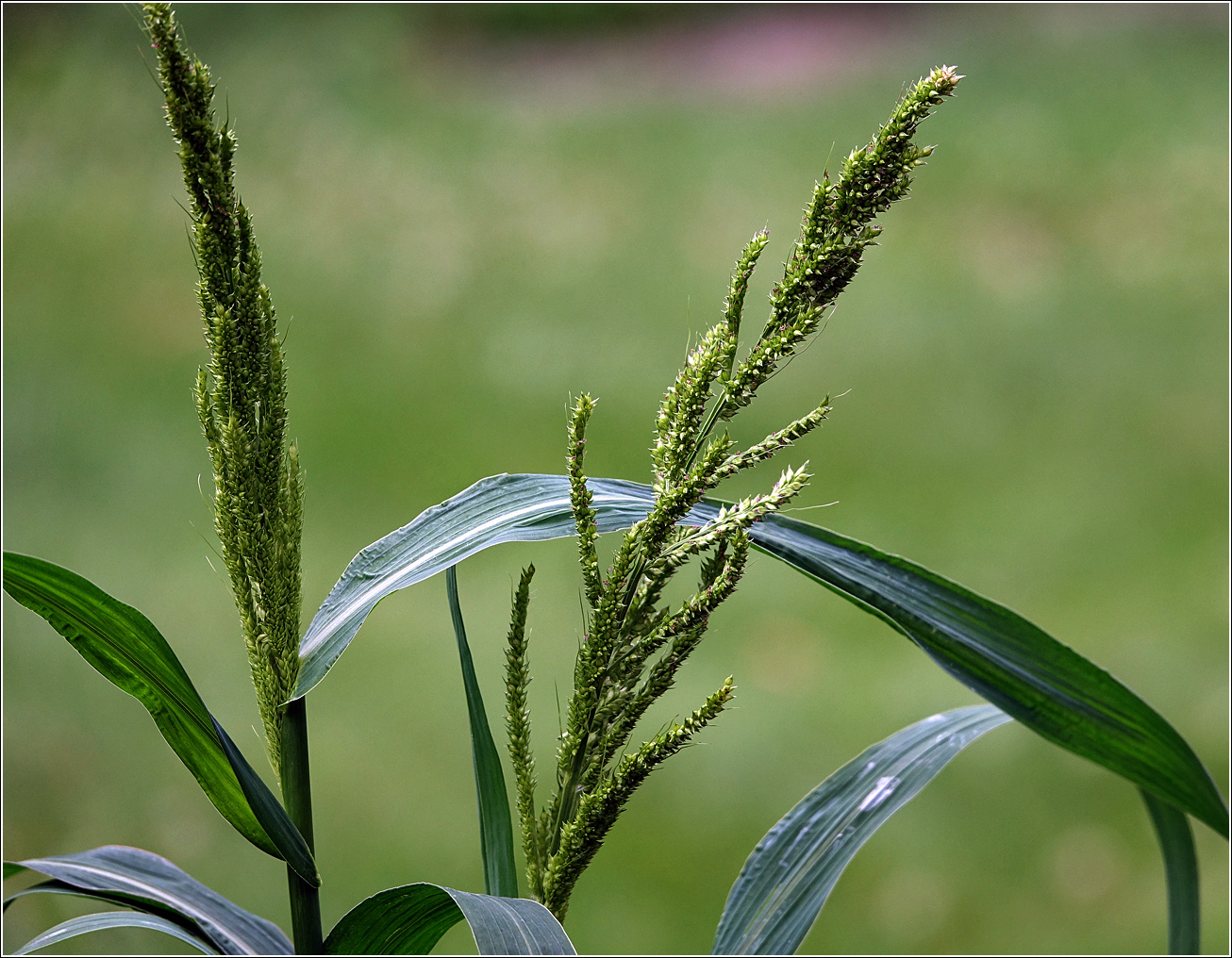 Изображение особи род Echinochloa.