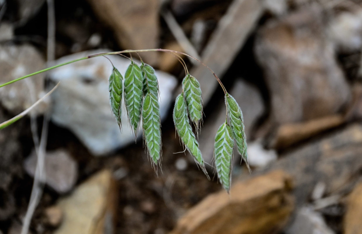 Изображение особи Bromus squarrosus.