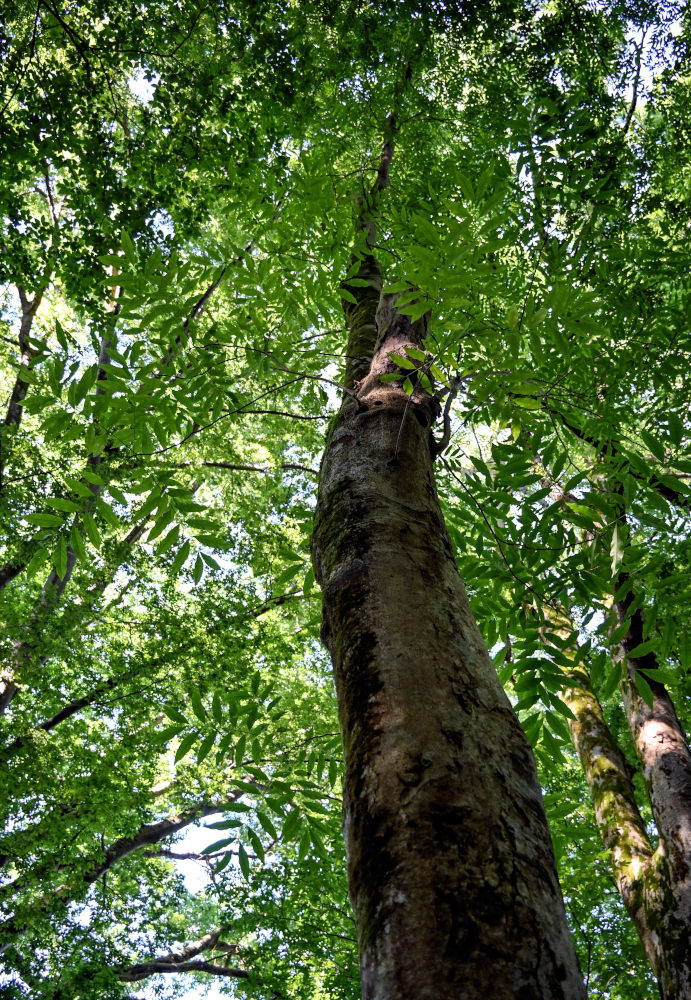 Image of Sapindus saponaria specimen.