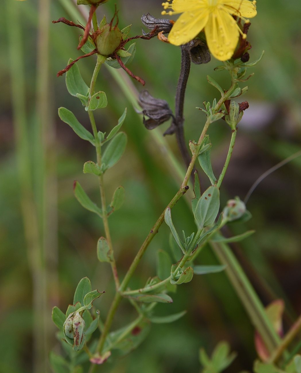 Изображение особи род Hypericum.