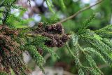 Cryptomeria japonica. Часть ветви с шишками. Грузия, Имеретия, г. Кутаиси, в культуре. 14.06.2023.