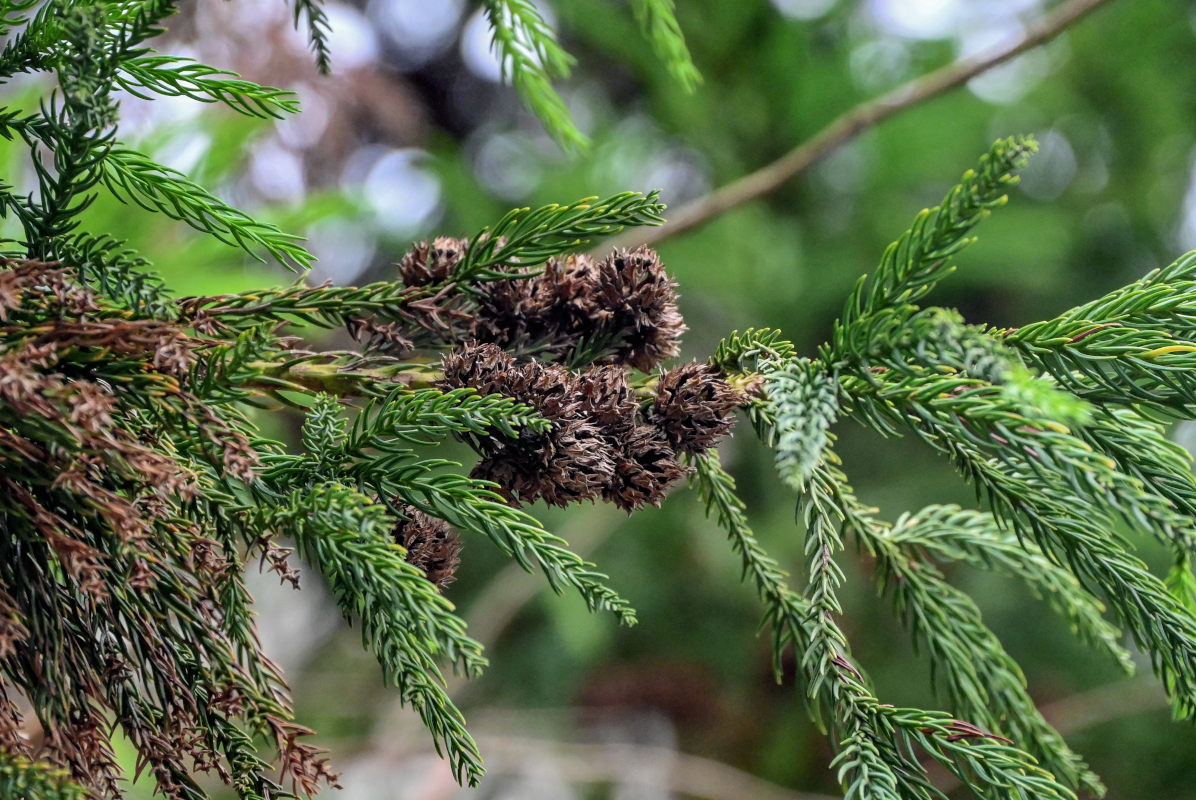 Изображение особи Cryptomeria japonica.