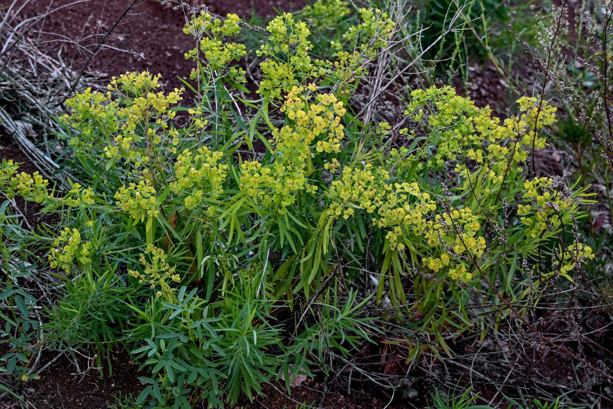 Изображение особи Euphorbia virgata.