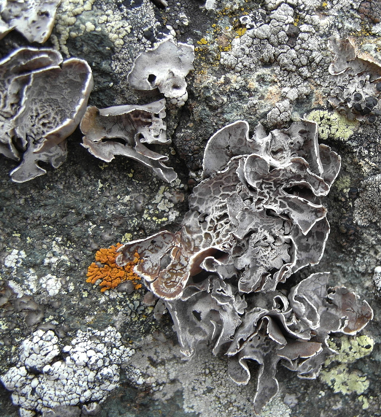 Image of Umbilicaria decussata specimen.