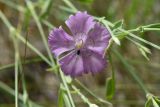 genus Dianthus. Цветок. Липецкая обл., Данковский р-н, ур. Крутые Дубки, поляна в лесу. 31 июля 2024 г.