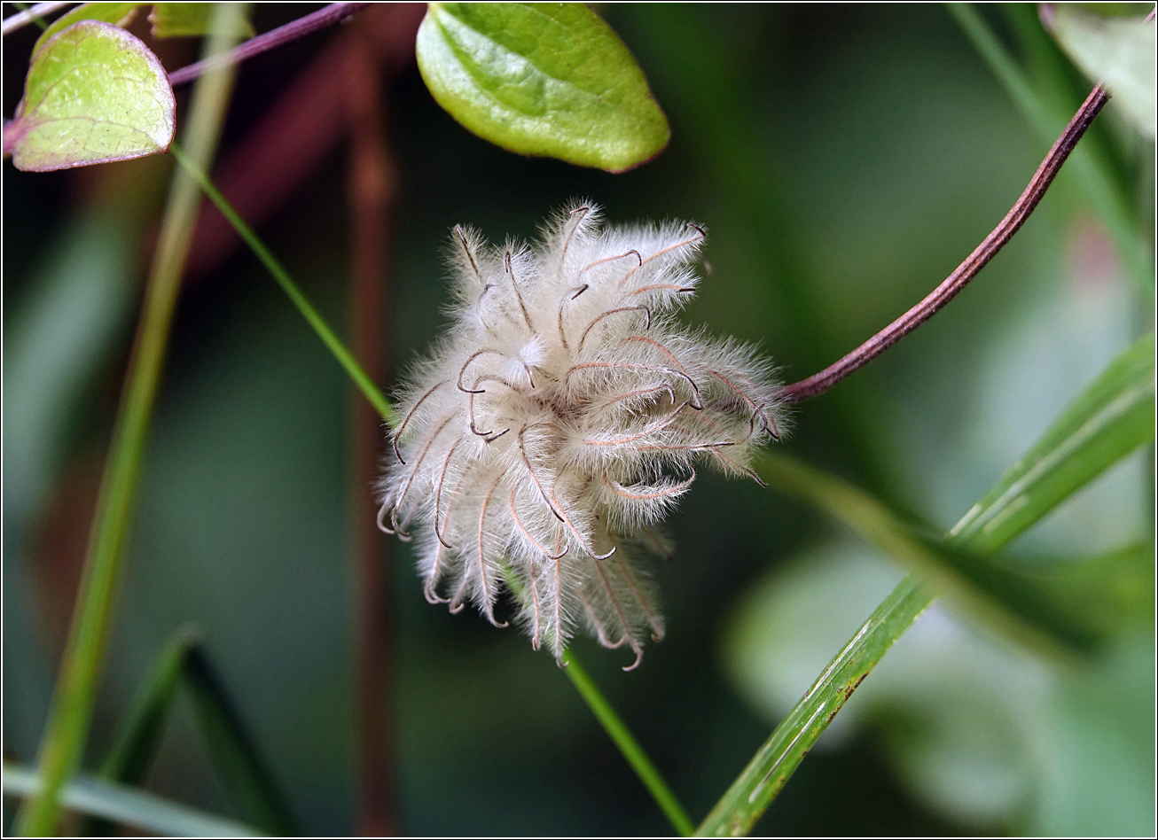 Изображение особи Clematis &times; jackmanii.