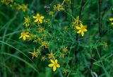 Hypericum perforatum