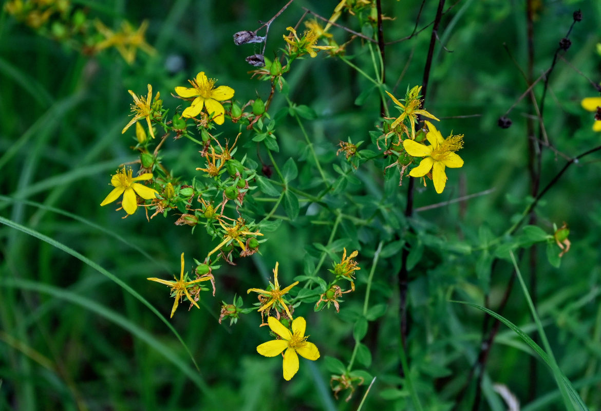 Image of Hypericum perforatum specimen.