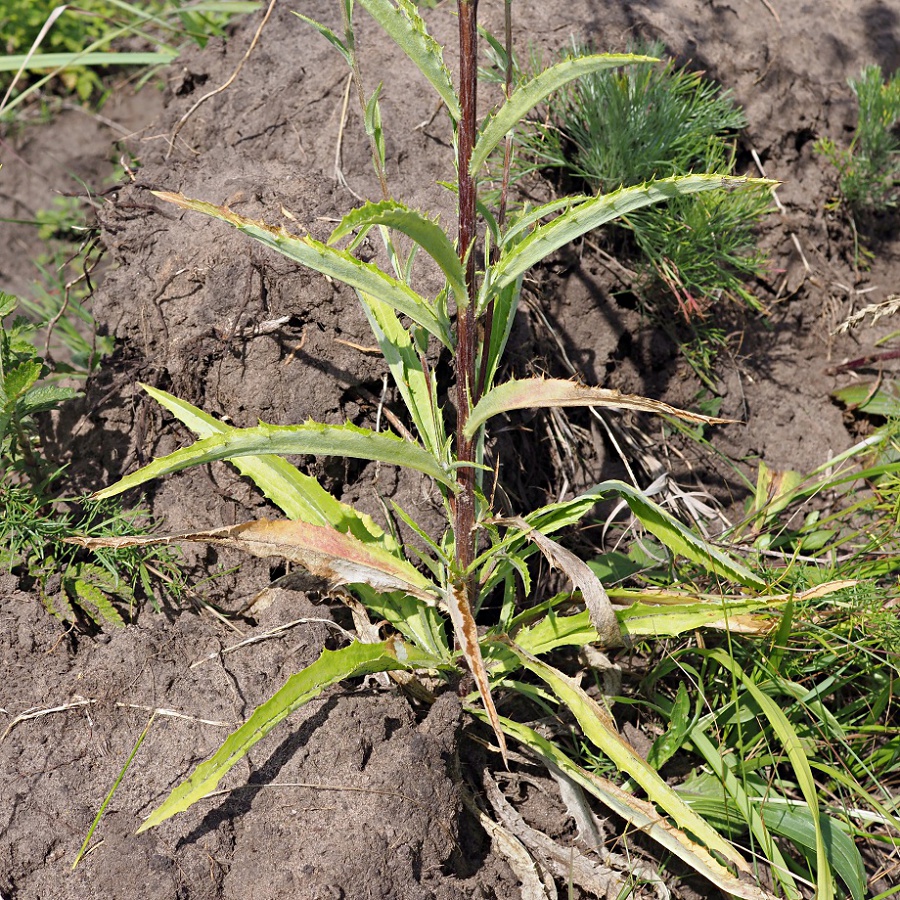 Image of Carlina biebersteinii specimen.