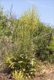 genus Verbascum. Цветущее растение. Турция, пров. Анталья, р-н Кумлуджа, окр. вдхр. Алакыр, каменистая обочина грунтовой дороги, маквис. 31.05.2024.