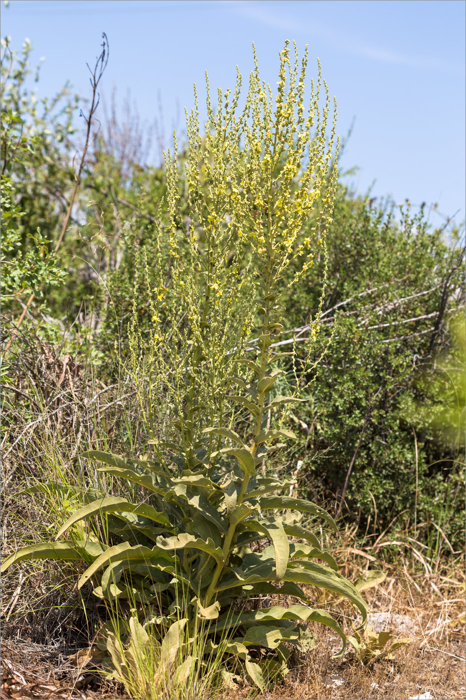 Изображение особи род Verbascum.