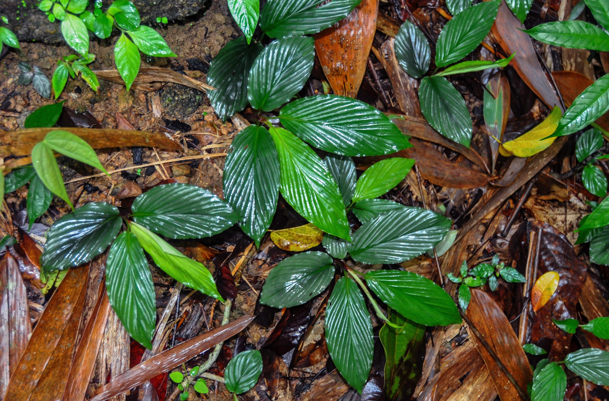 Image of Boesenbergia plicata specimen.